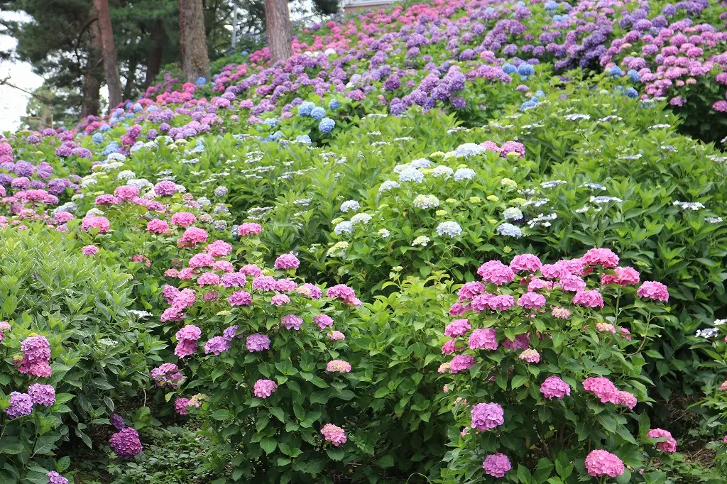 毎年行きたくなる「県民公園 太閤山ランド」の「あじさい祭り」！-0
