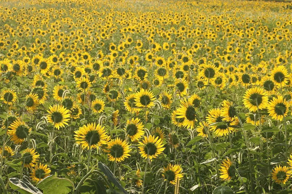 早朝や夕暮れ時は、また違う雰囲気に！-0