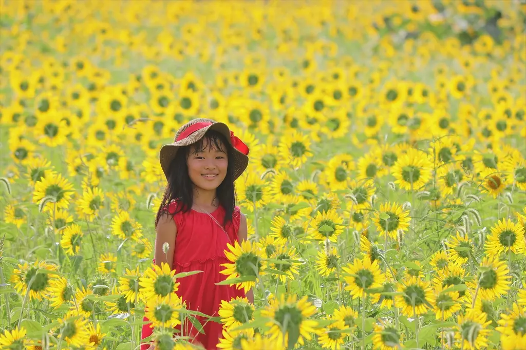 子どもたちと「ひまわり」の映え写真も撮れます！-0