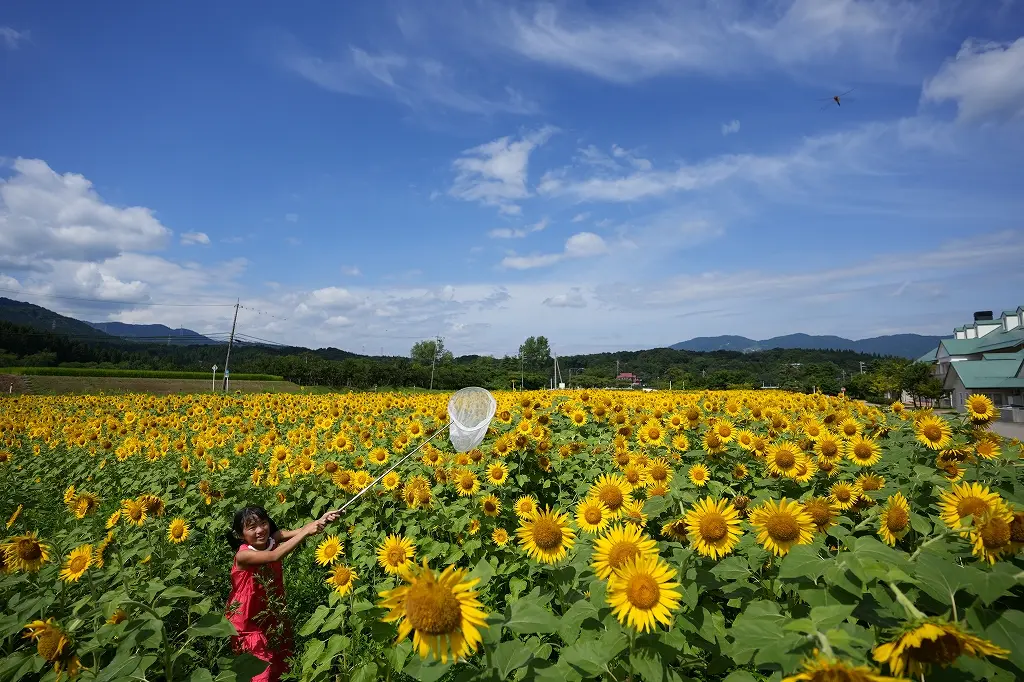 子どもたちと「ひまわり」の映え写真も撮れます！-2