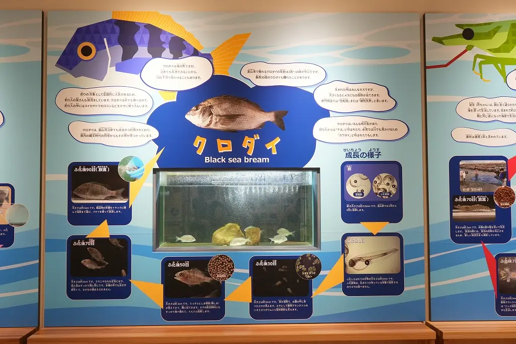 「交流館」の魅力　その③ 魚釣りで学べる「栽培漁業」-5