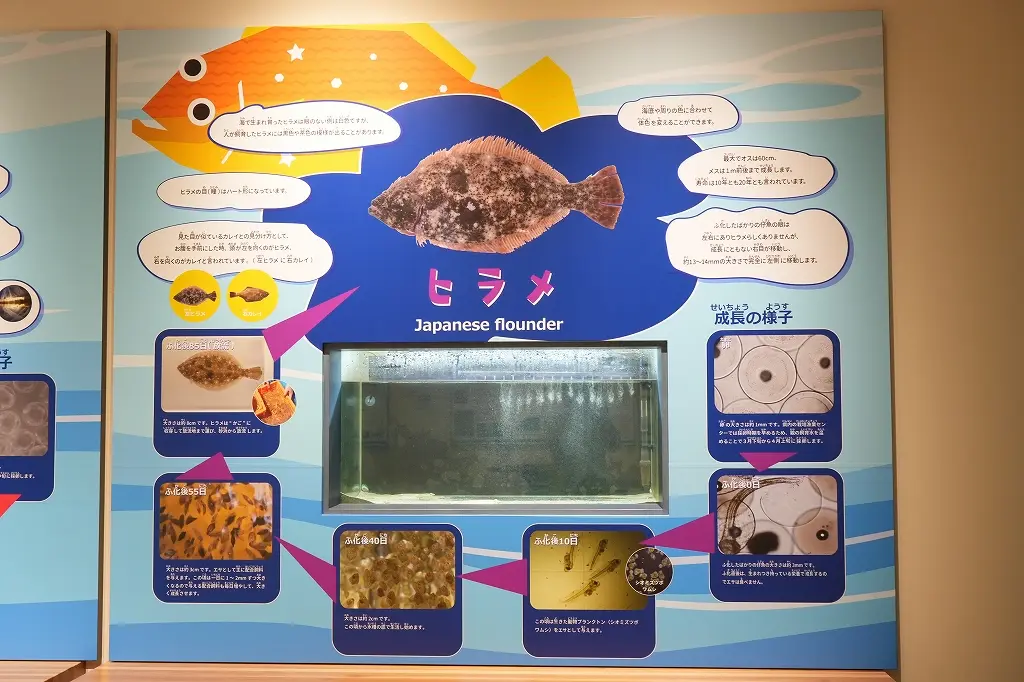 「交流館」の魅力　その③ 魚釣りで学べる「栽培漁業」-6