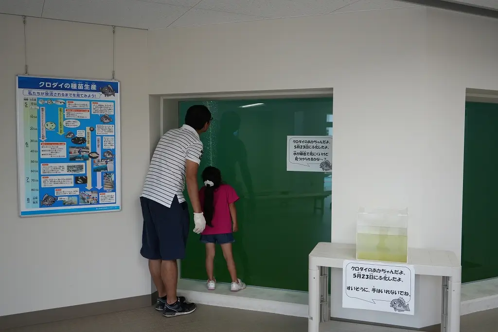 「ふれあい館」の魅力　その① クロダイの赤ちゃんが可愛い！-1