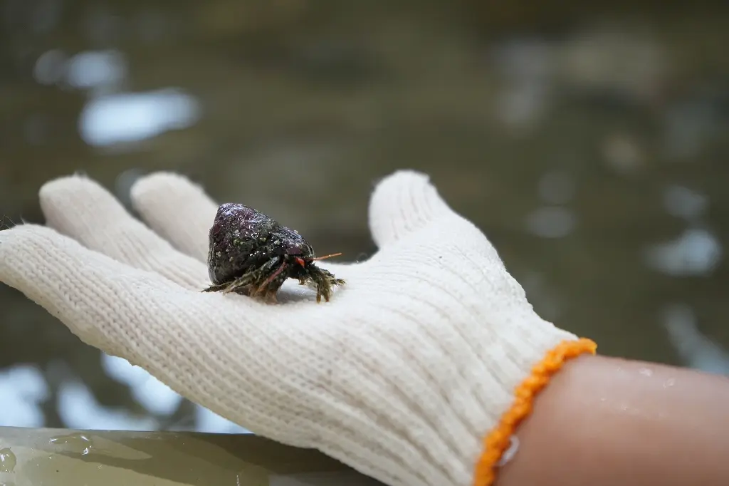 「ふれあい館」の魅力　その② 3つの「タッチ水槽」-3