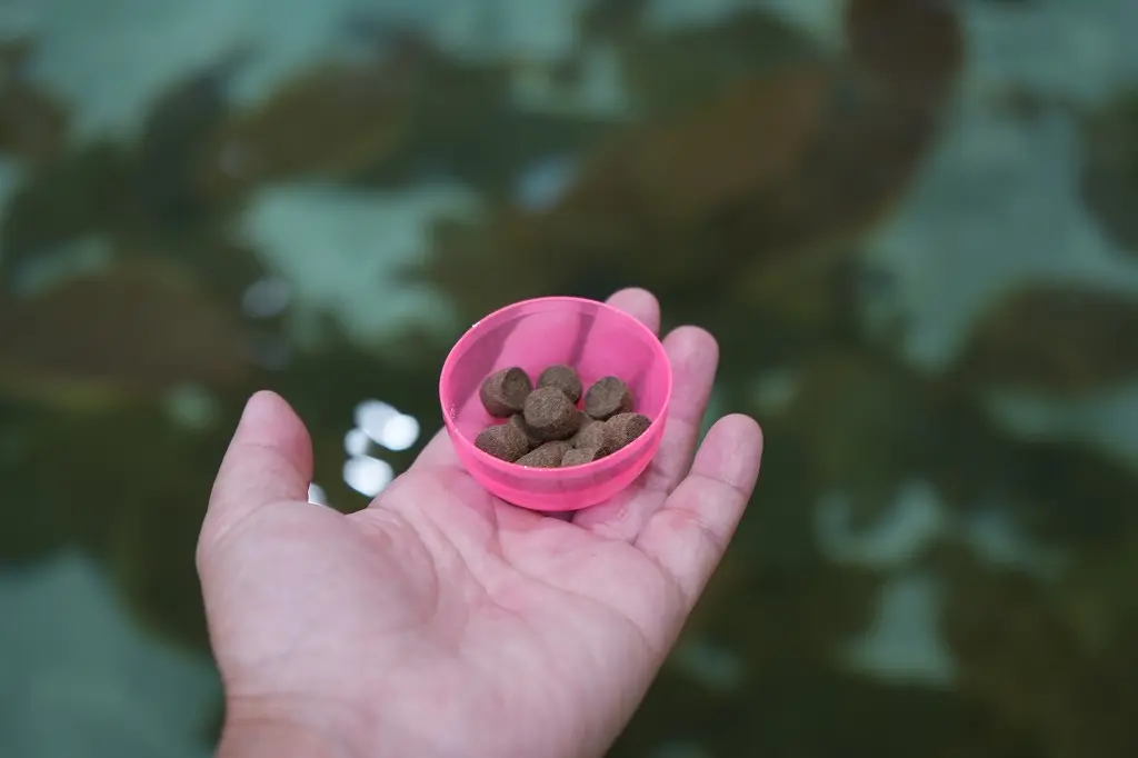 「ふれあい館」の魅力　その③ えさやり体験-1