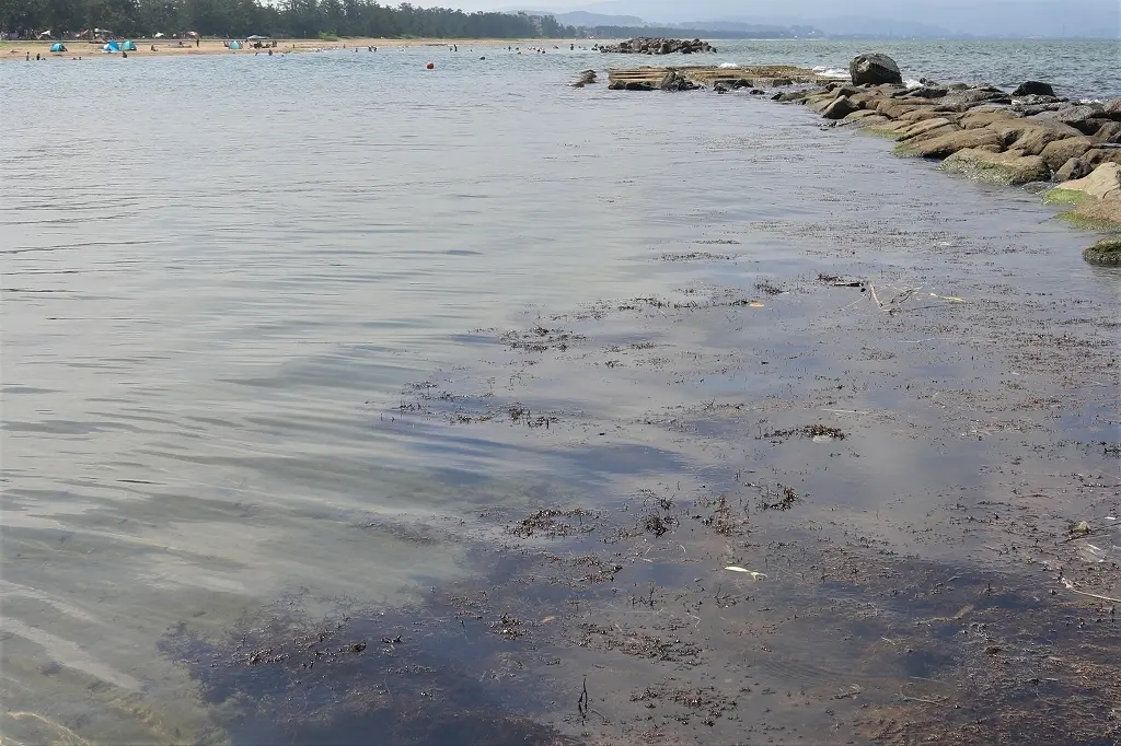 生き物も豊富な海水浴場！-2