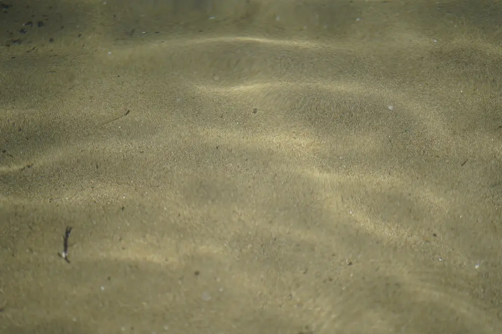 生き物も豊富な海水浴場！-1