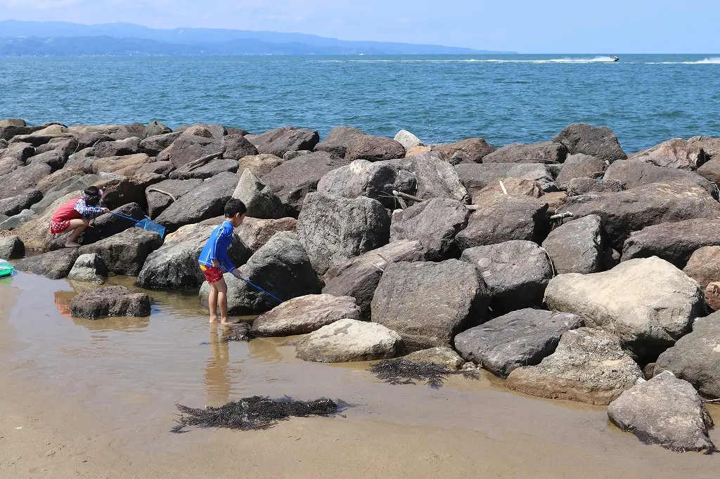 生き物も豊富な海水浴場！-0