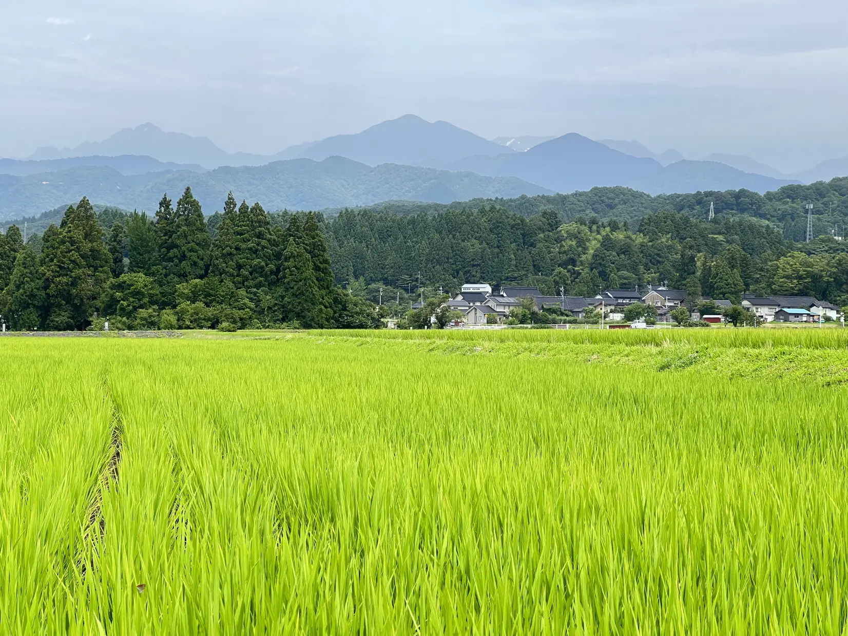 板はしこだわりの富山県産食材-3