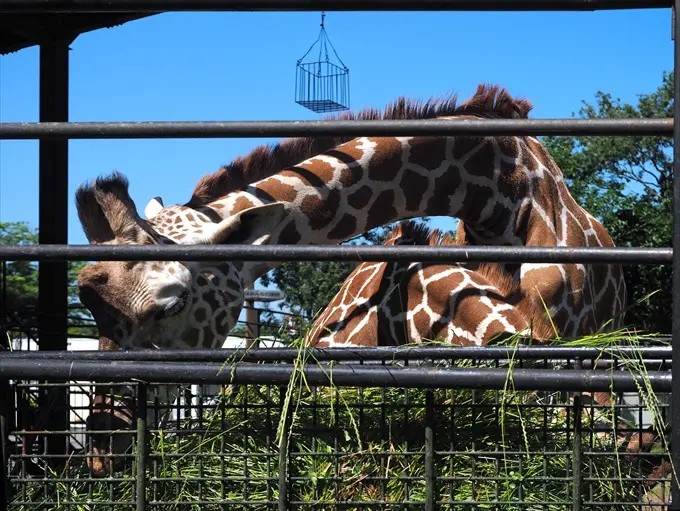 動物たちにゴハンをあげよう(1)アミメキリン-1