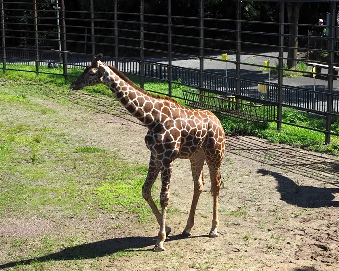 動物たちにゴハンをあげよう(1)アミメキリン-0