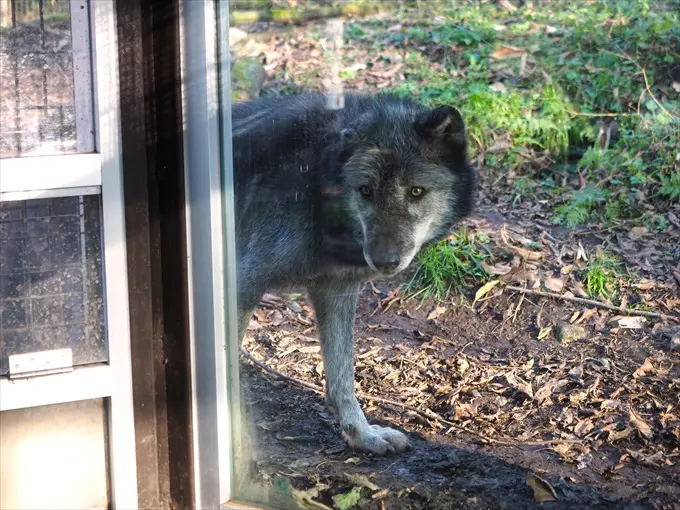 動物たちにゴハンをあげよう(2)シンリンオオカミ-1