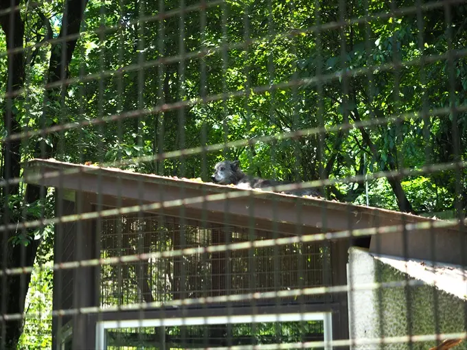 動物たちにゴハンをあげよう(2)シンリンオオカミ-2