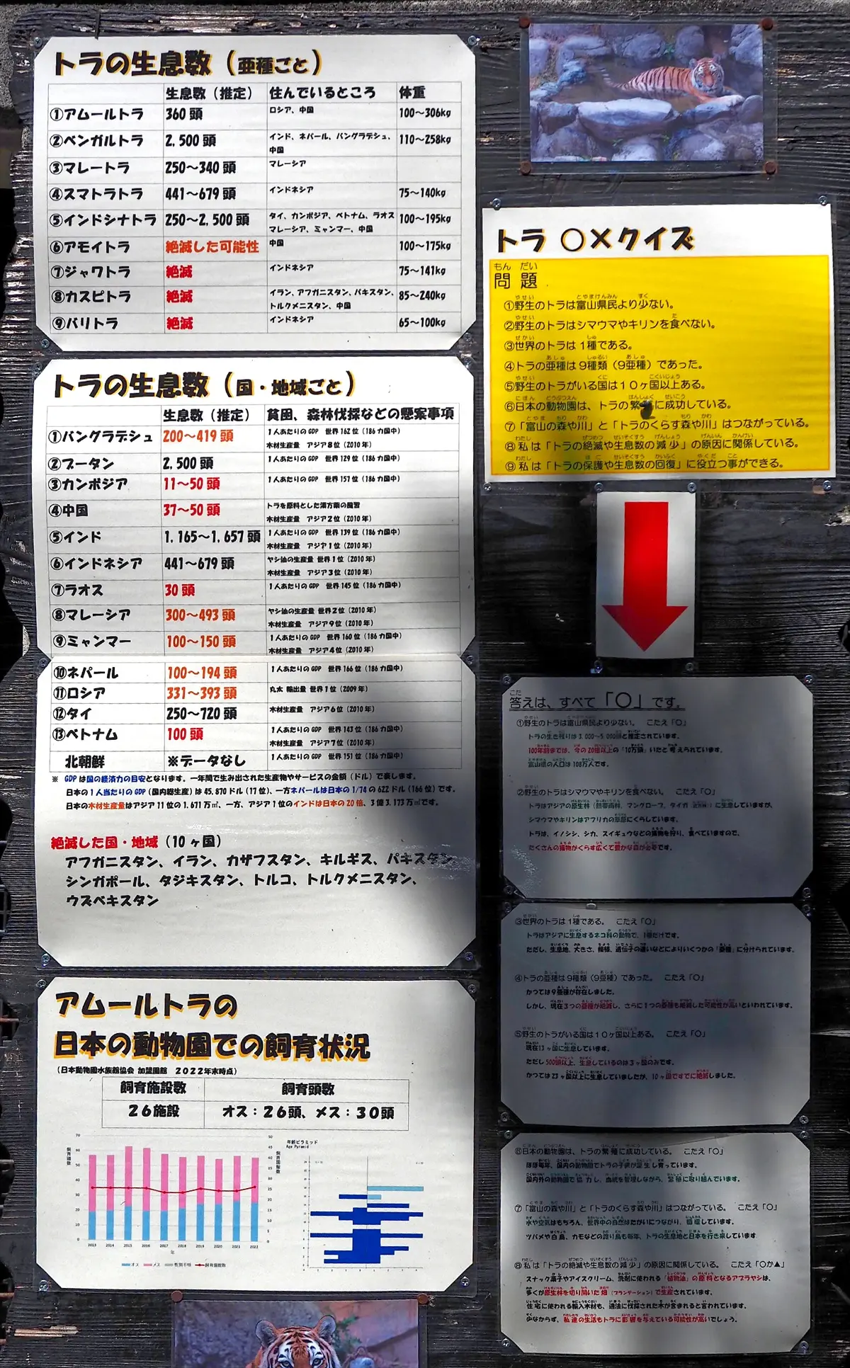 アムールトラ-1