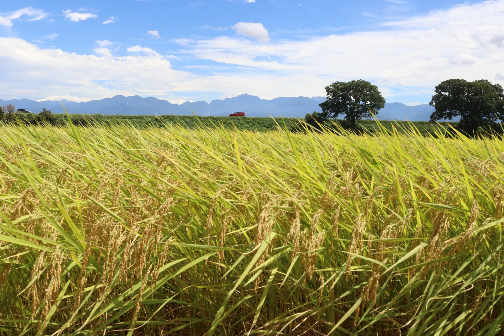 美味しいお米、富山県に広がる「田園風景」-0