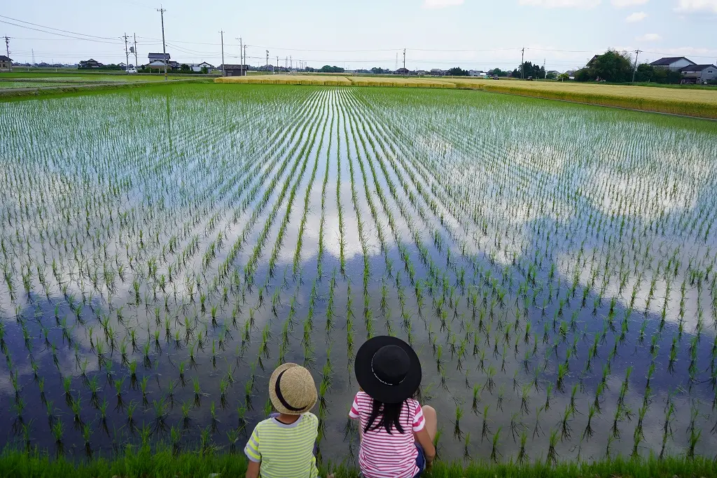 美味しいお米、富山県に広がる「田園風景」-2