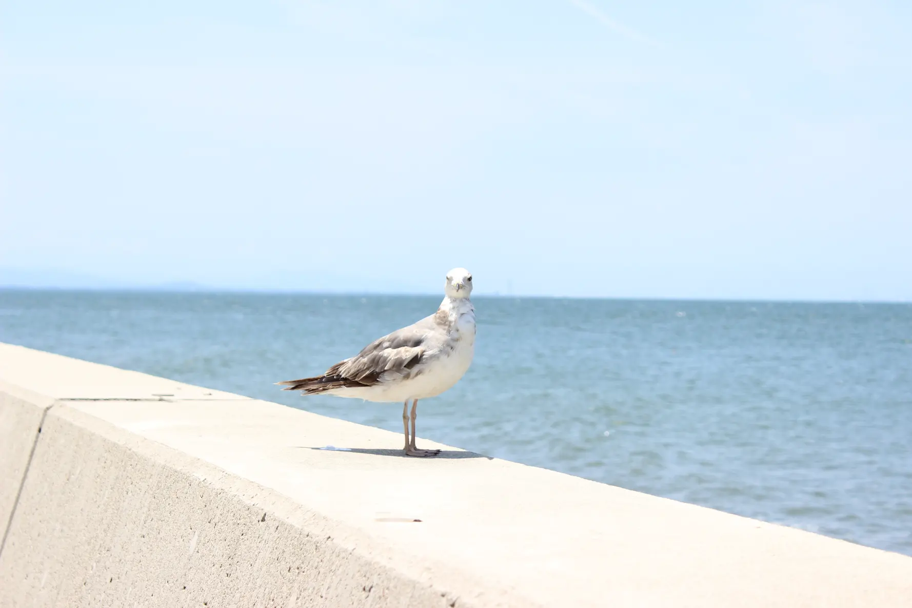 海の真横の「しんきろうロード」へ！-4