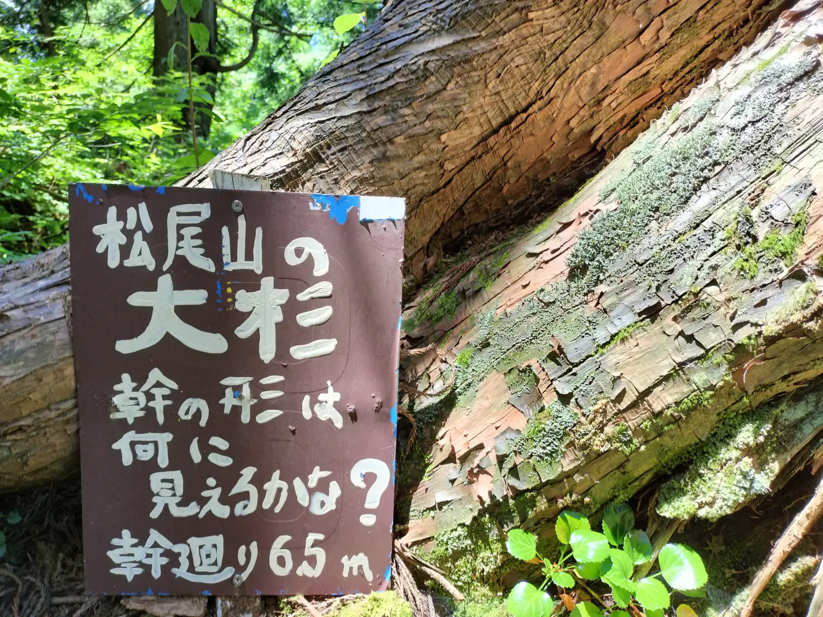 自然の力を感じる「タテヤマスギ」-0