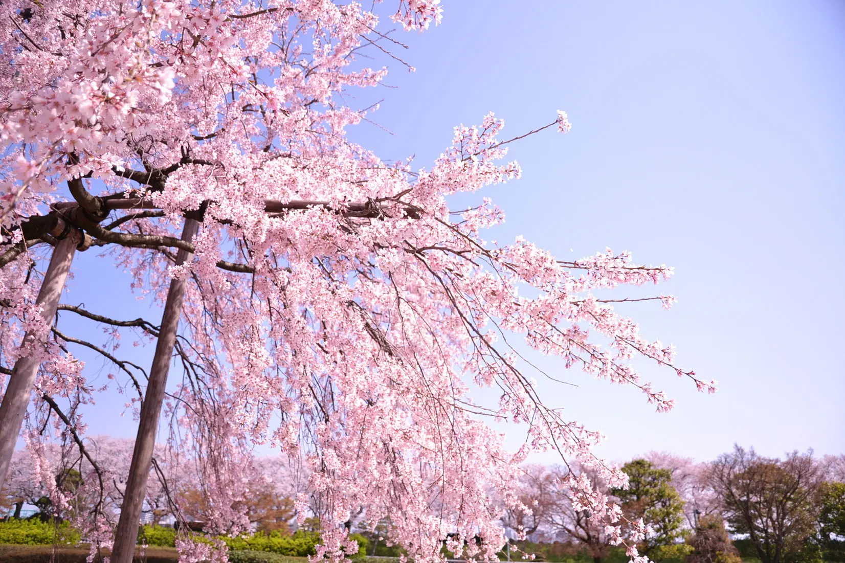 季節ごとに姿を変える庭園-0