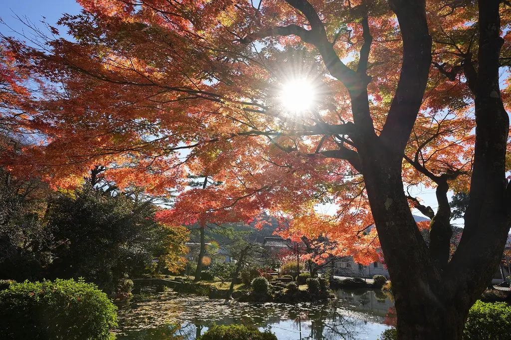 家族で楽しめる紅葉スポット「寺家公園」-1