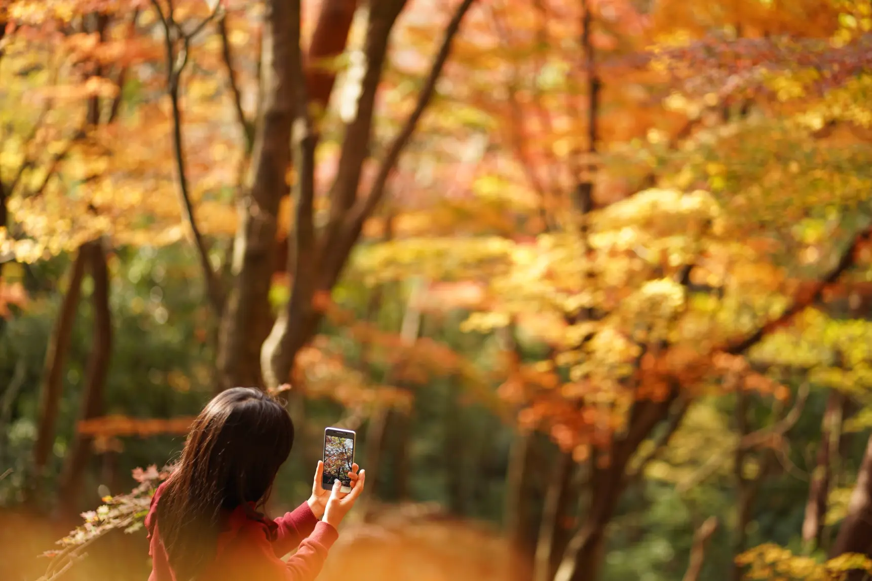 ぜひ、行ってほしい！「紅葉狩はこちら」の小道へ！-1