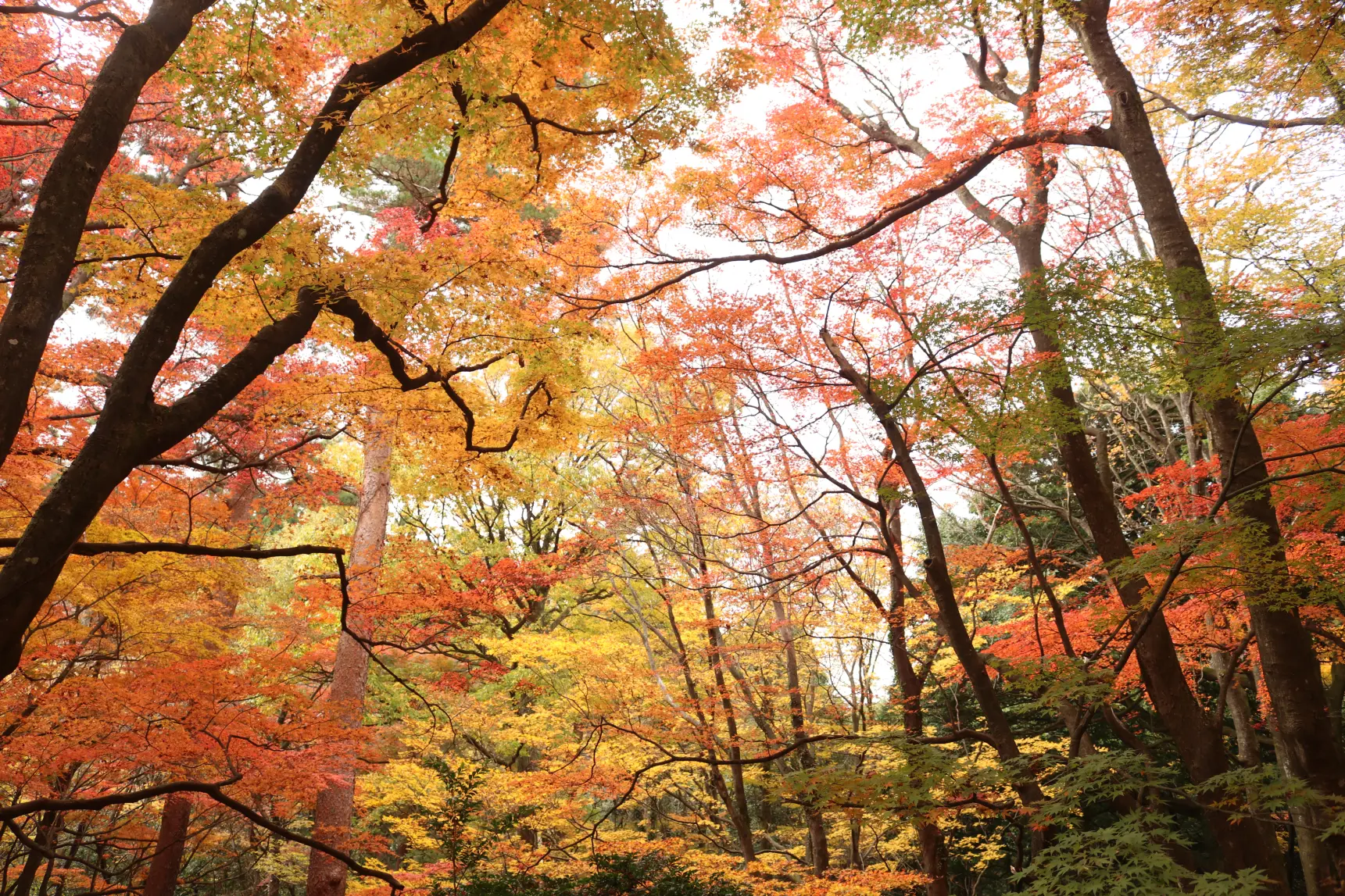 ぜひ、行ってほしい！「紅葉狩はこちら」の小道へ！-4