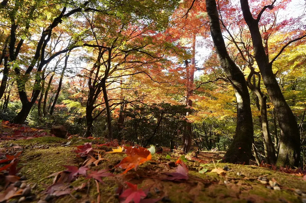 ぜひ、行ってほしい！「紅葉狩はこちら」の小道へ！-5