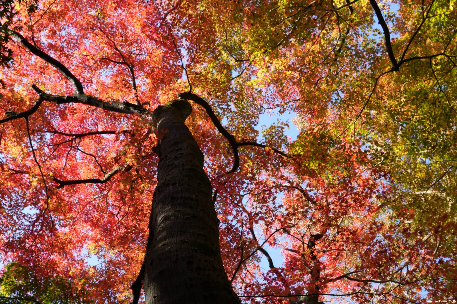 ぜひ、行ってほしい！「紅葉狩はこちら」の小道へ！-3