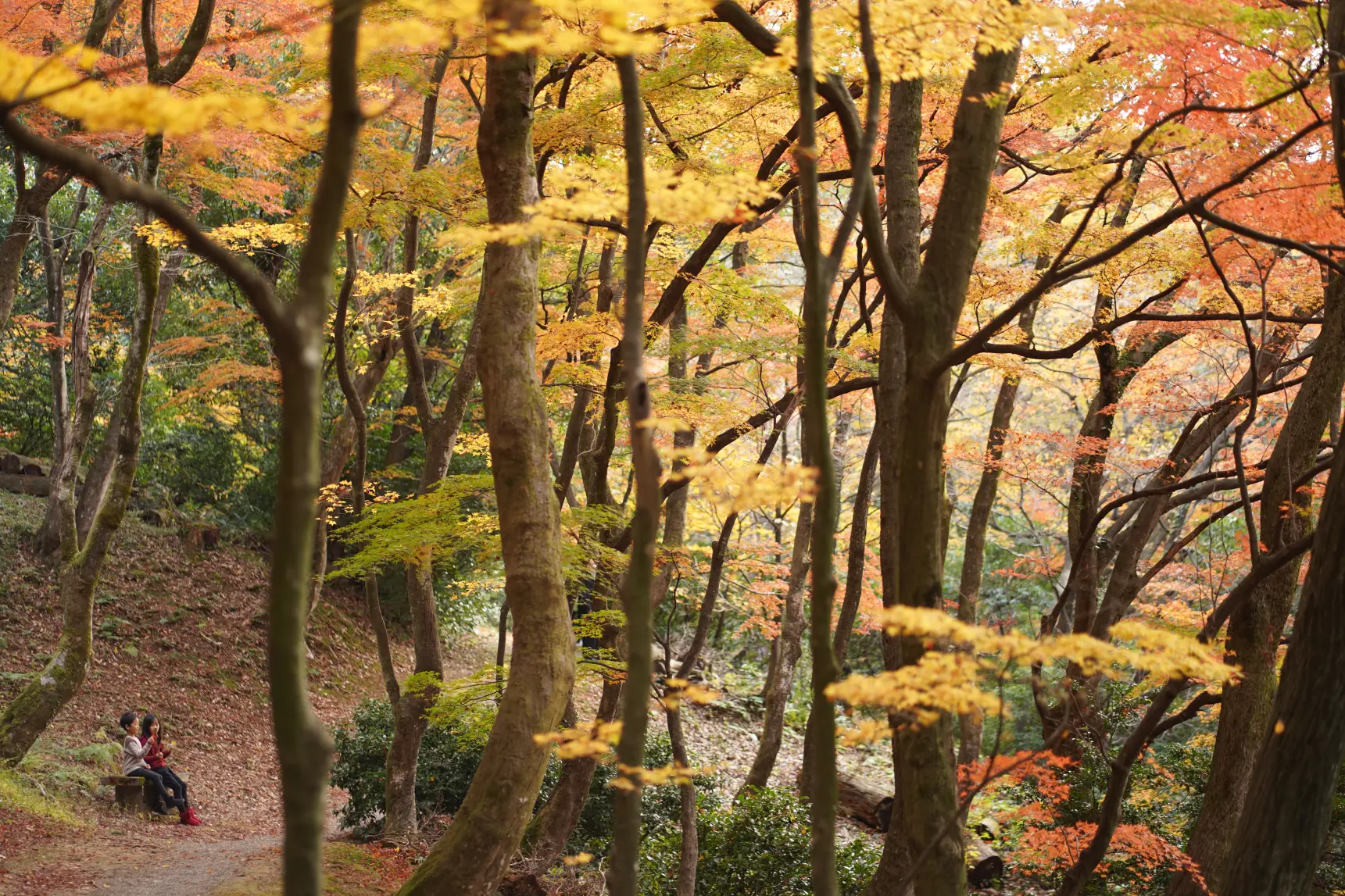 ぜひ、行ってほしい！「紅葉狩はこちら」の小道へ！-2