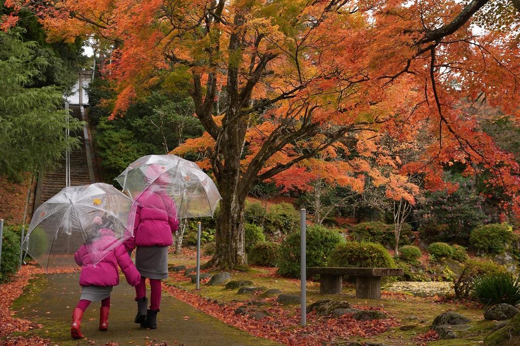 雨の日は、紅葉の色濃く、違う雰囲気に！-3