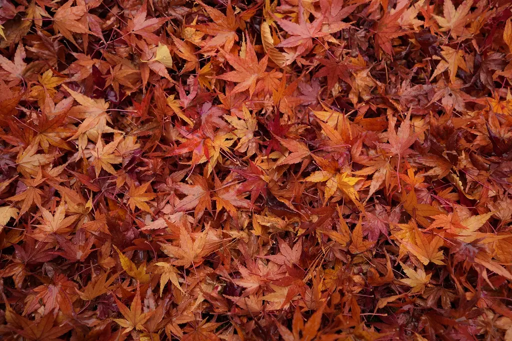 雨の日は、紅葉の色濃く、違う雰囲気に！-0
