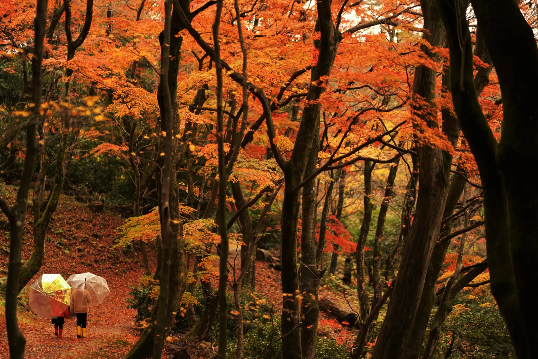 雨の日は、紅葉の色濃く、違う雰囲気に！-1