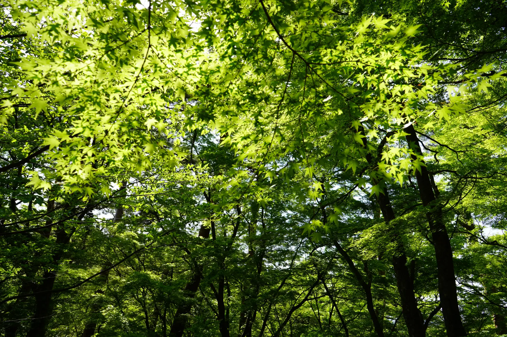 5月の新緑の時期もオススメ！-0