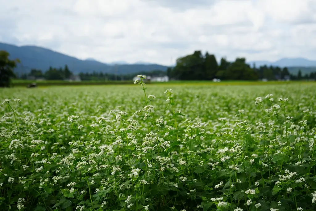 旧大沢野地区、富山市船峅（ふなくら）では、「ふなくらそば」の栽培も！-3