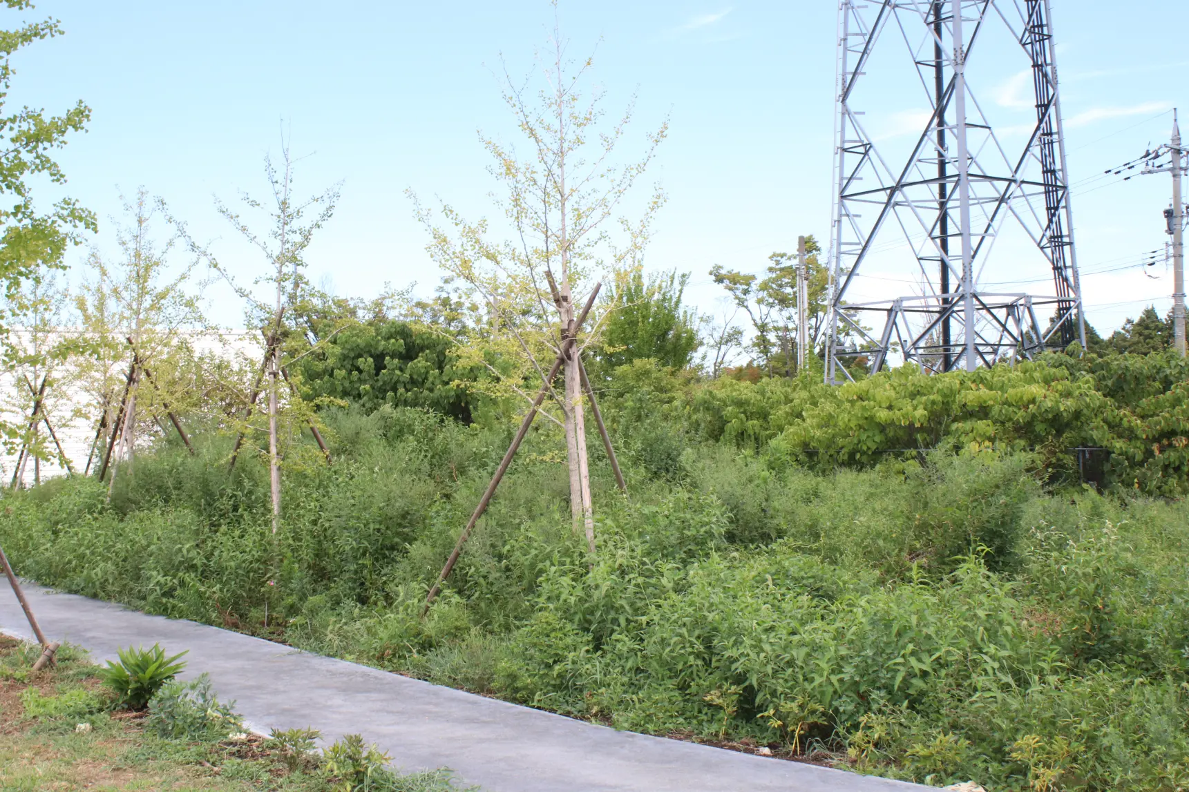 「Healthian-wood」とは-4