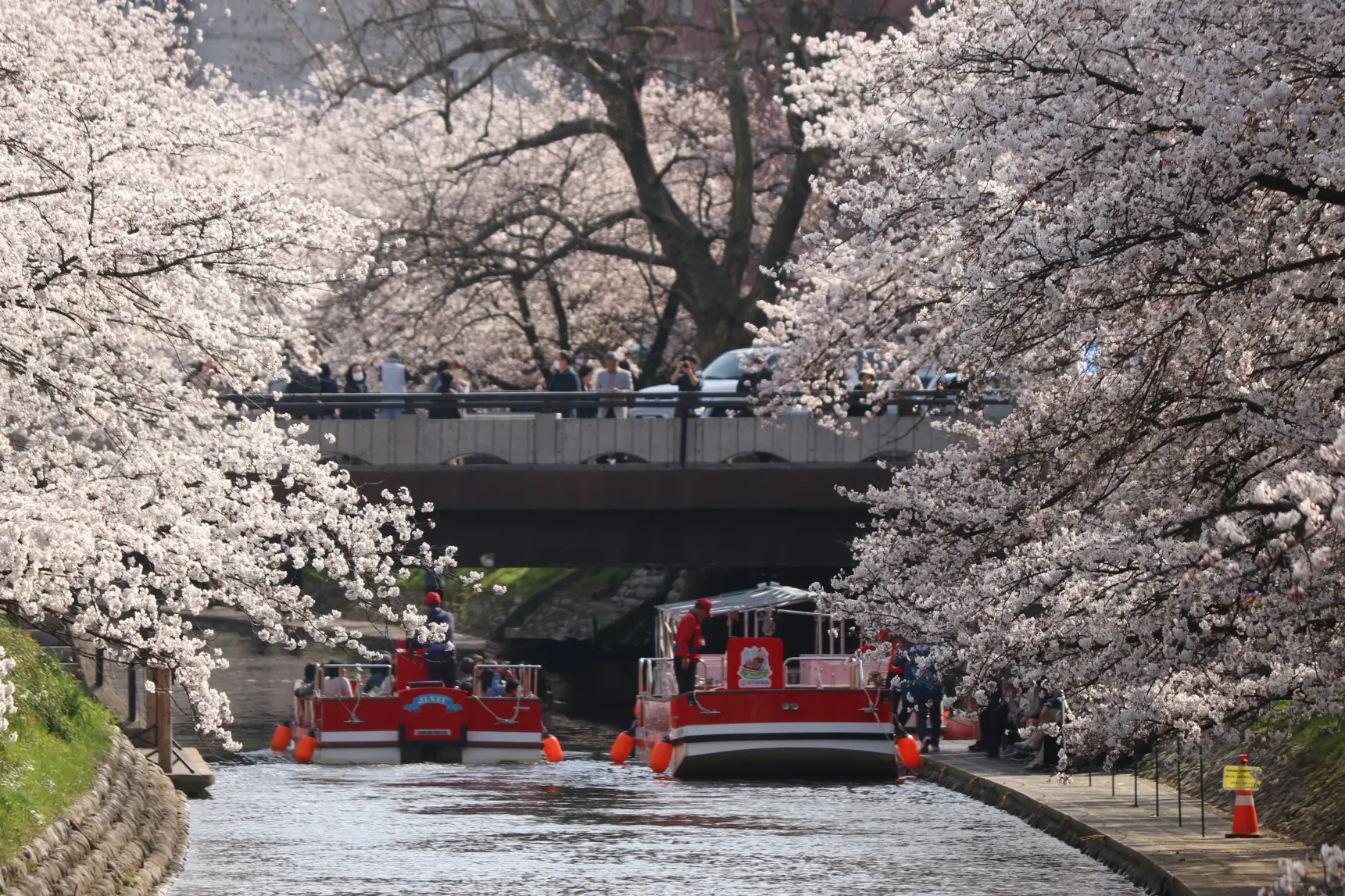 【魅力②】「松川遊覧船」より眺める桜並木-0