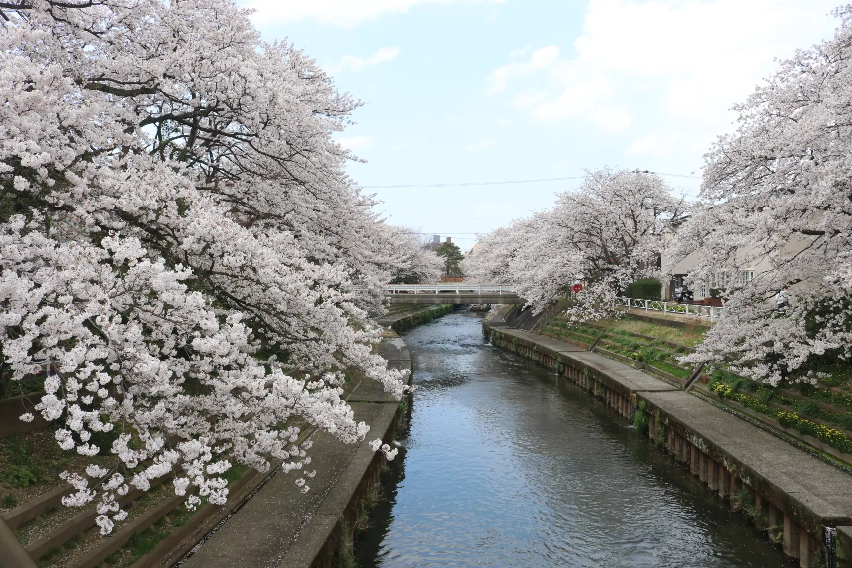 【魅力④】「いたち川」にて、桜並木をウォーキング！-2
