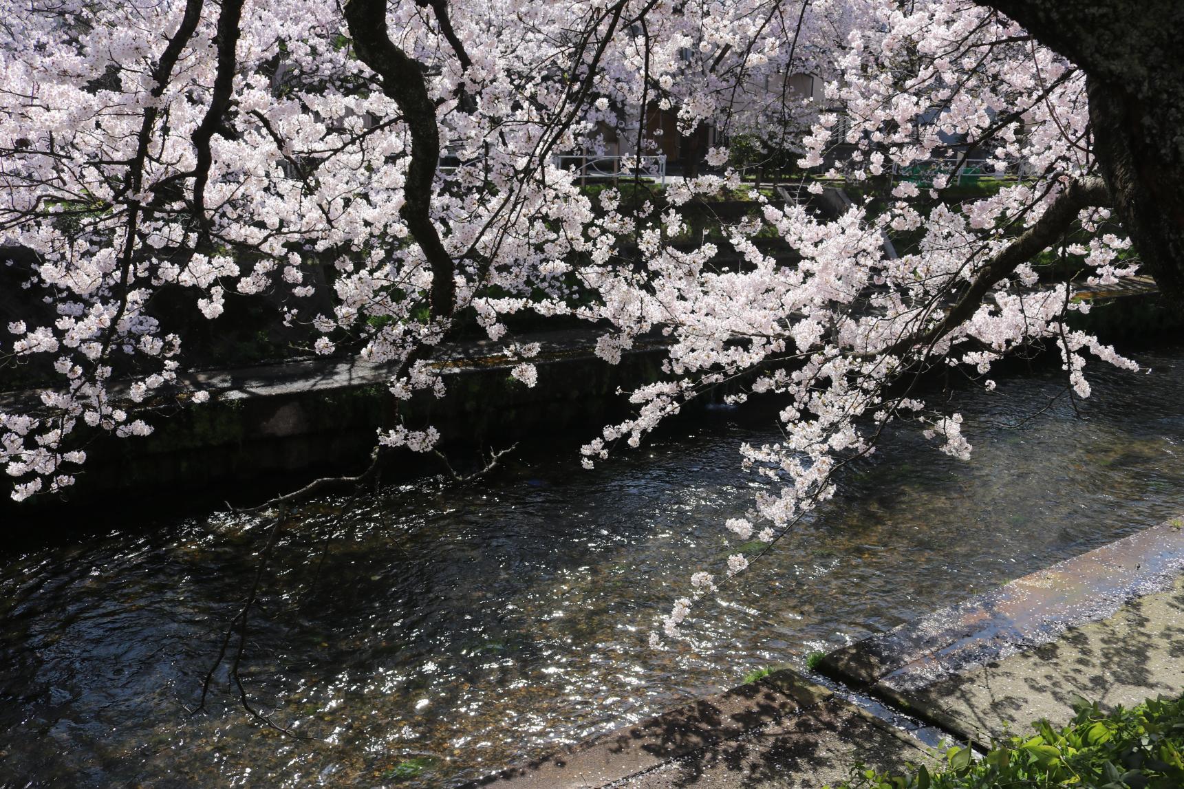 【魅力④】「いたち川」にて、桜並木をウォーキング！-1