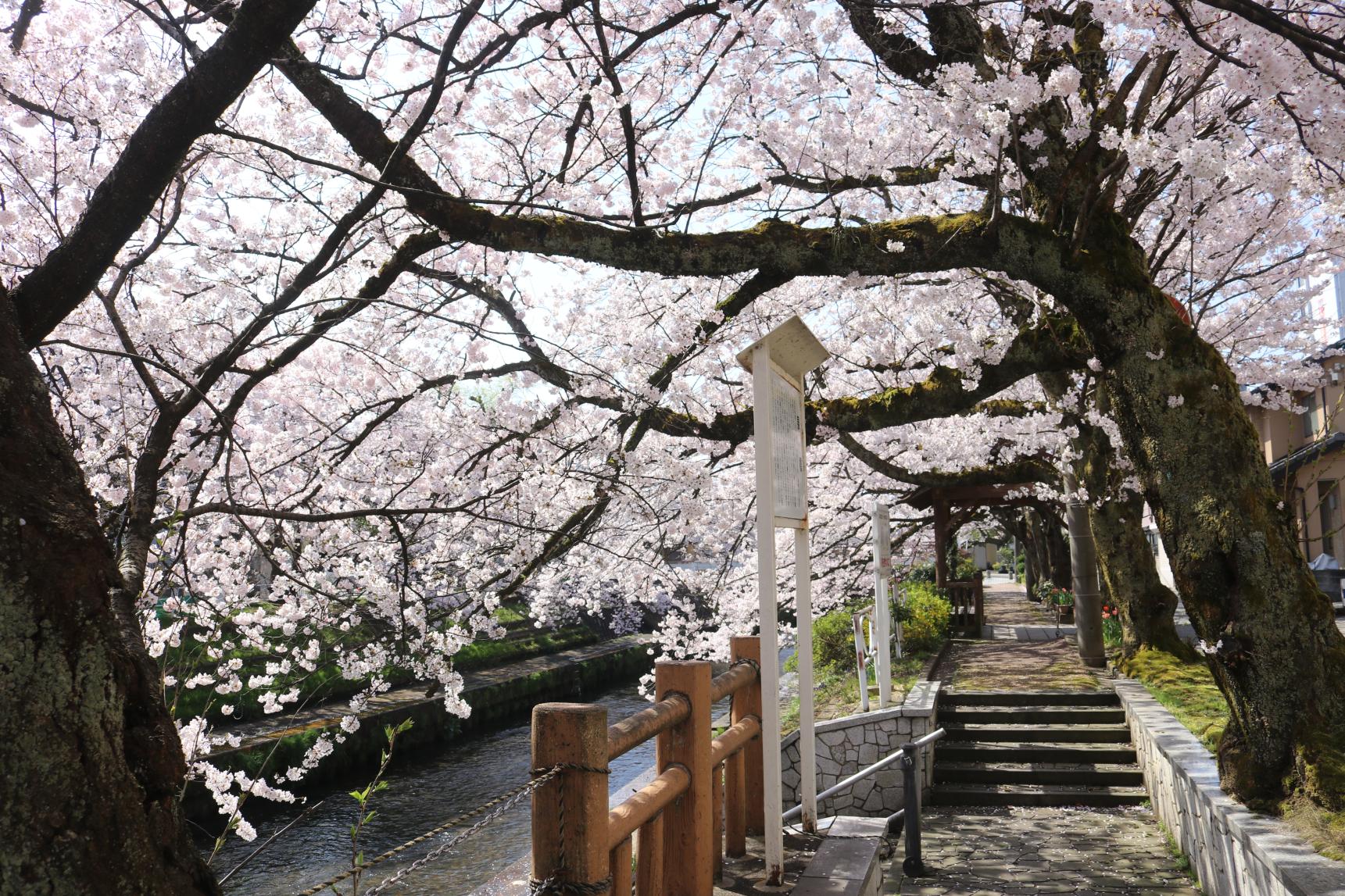 【魅力④】「いたち川」にて、桜並木をウォーキング！-0