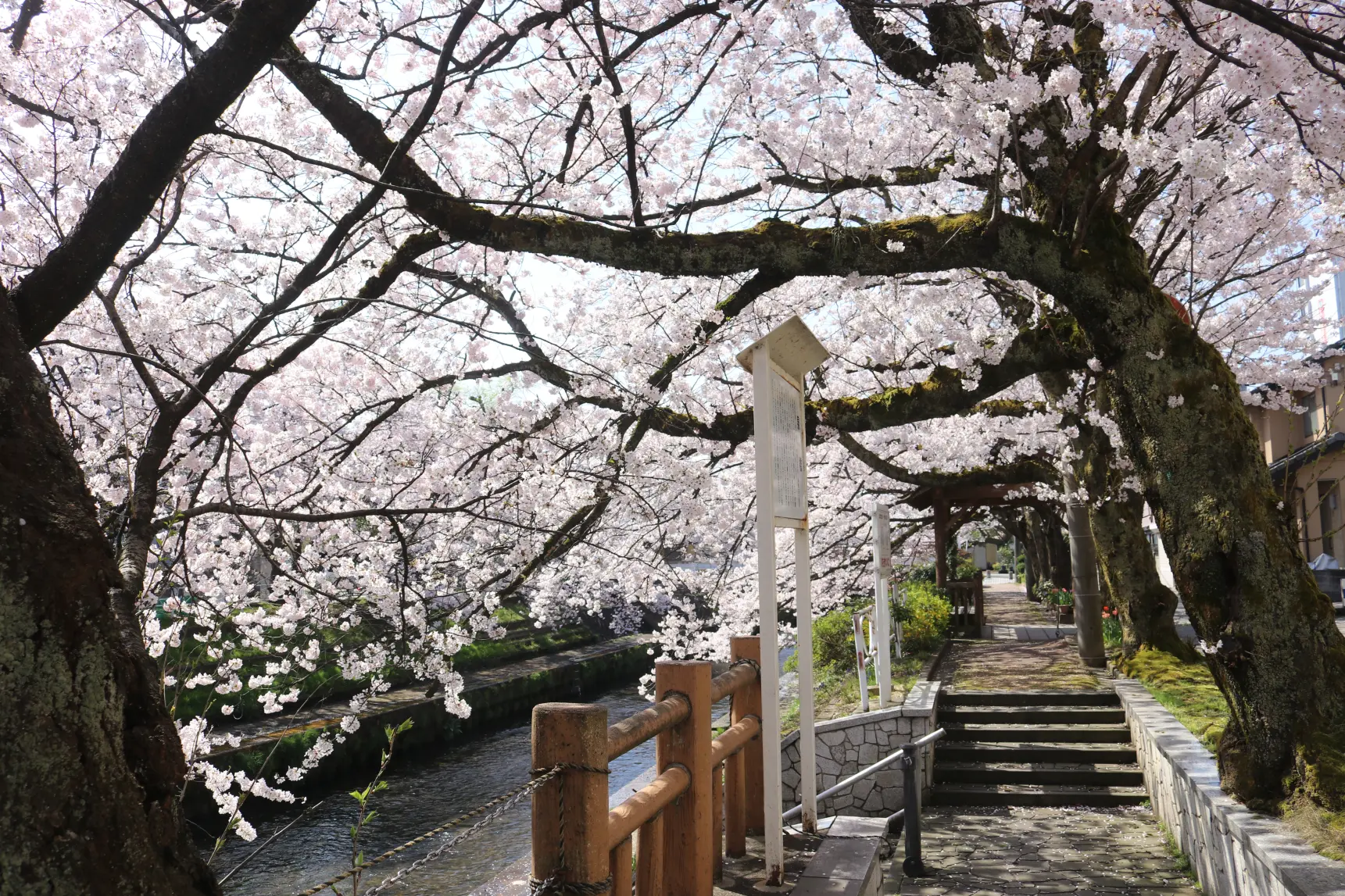 【魅力④】「いたち川」にて、桜並木をウォーキング！-0