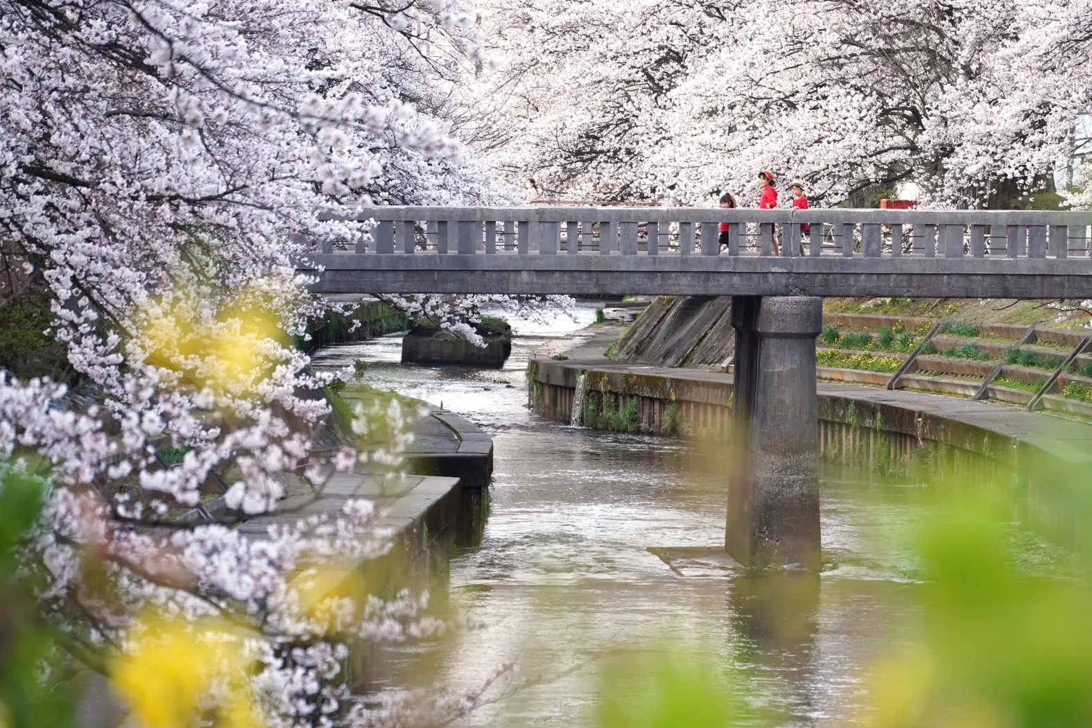 【魅力⑤】のんびりゆっくり過ごせる「いたち川」-2