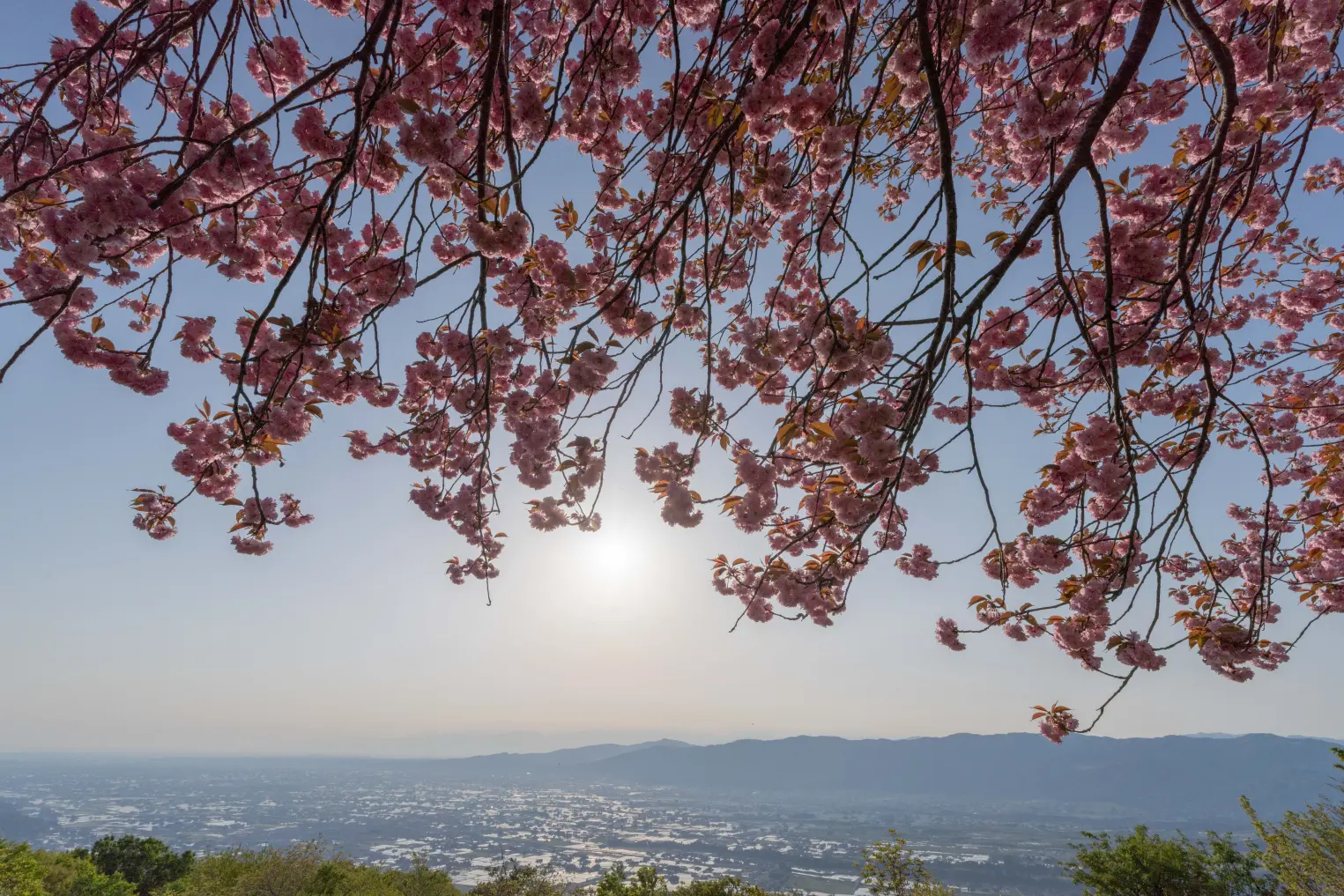 【医王山 国見ヒュッテ・公園（南砺市）】 朝日スポット-3