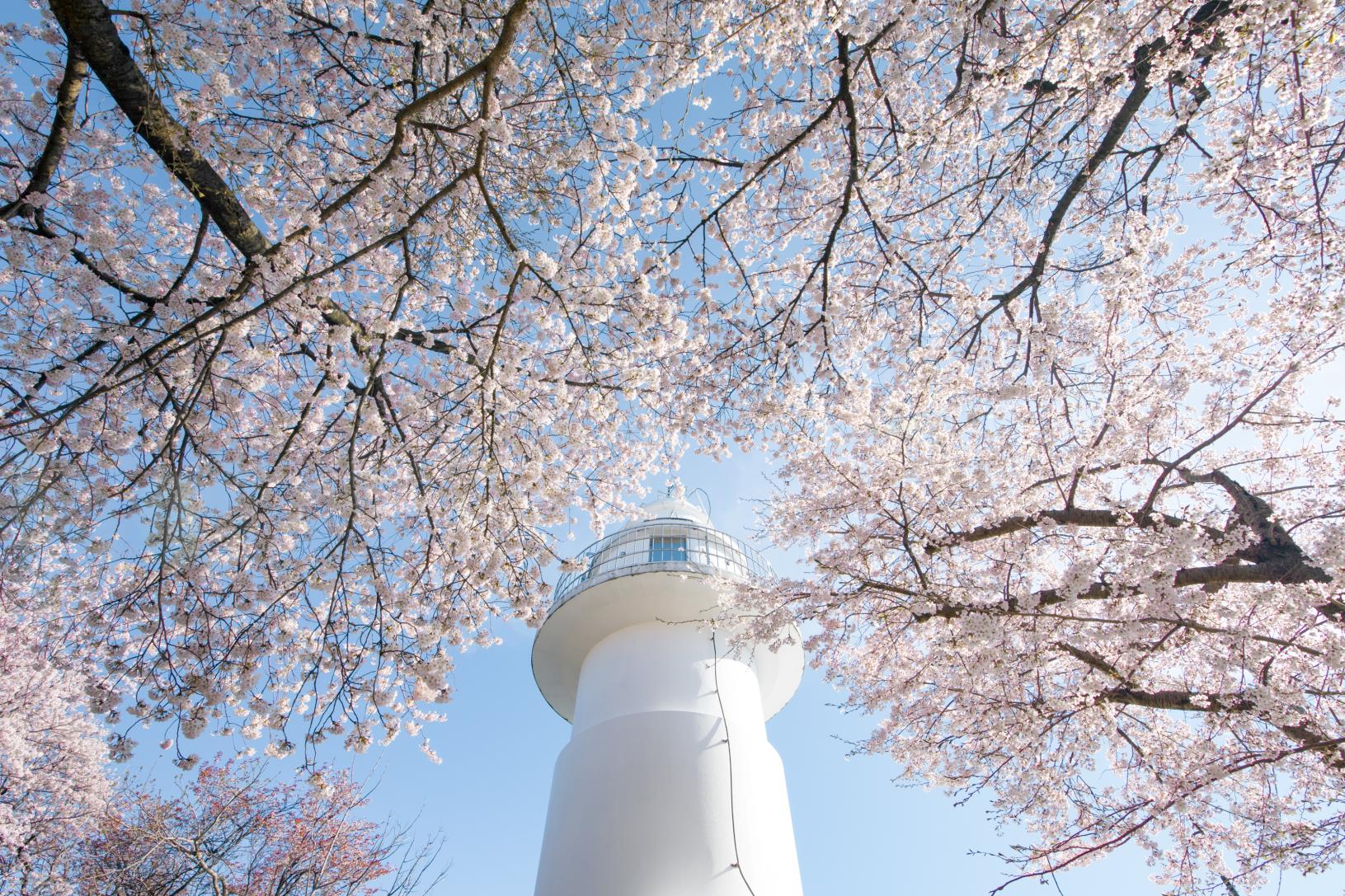 おすすめ桜スポット４．「岩崎ノ鼻灯台」（高岡市）-0