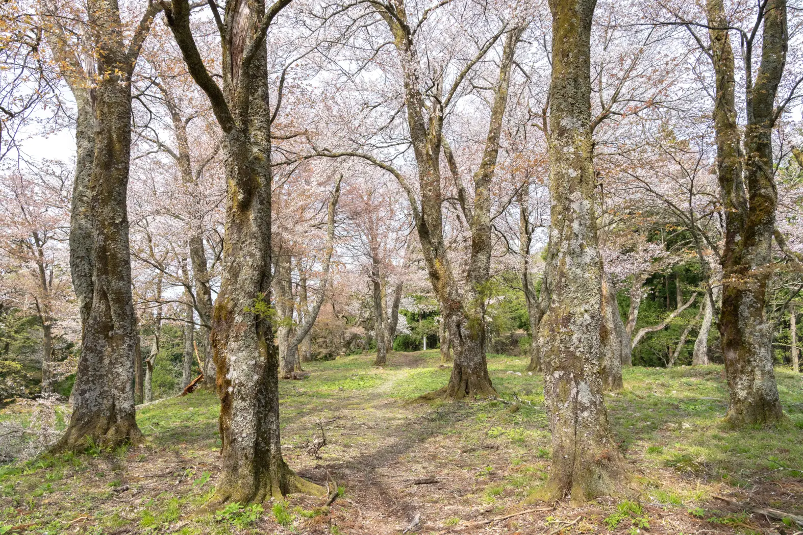 『松倉城（魚津市）』 県指定史跡-1