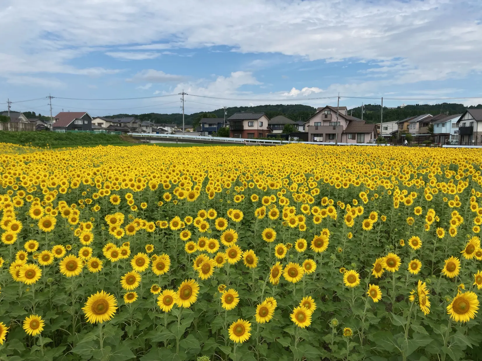 遺影に映るひまわり畑を休耕地で再現したい-0