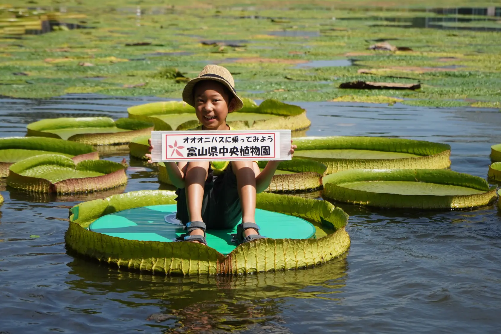 【オススメ３】富山県中央植物園で「オオオニバスに乗ってみよう」！-0