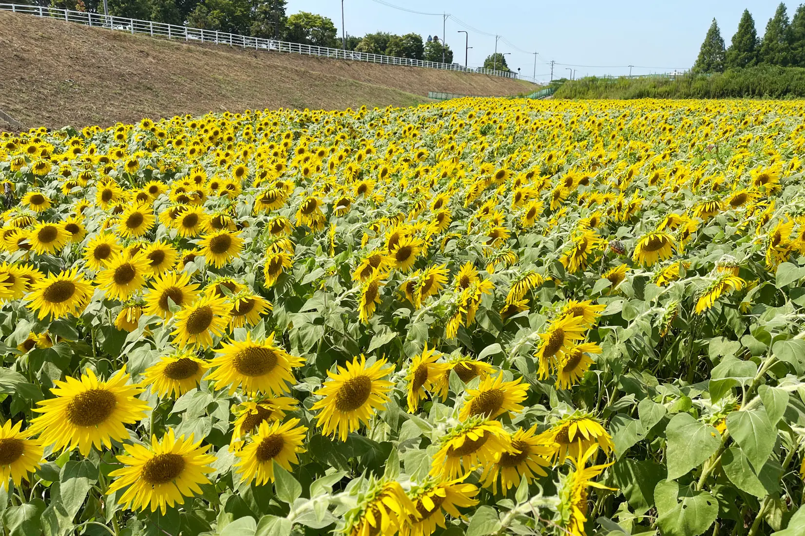 ひまわり畑の注意点-0