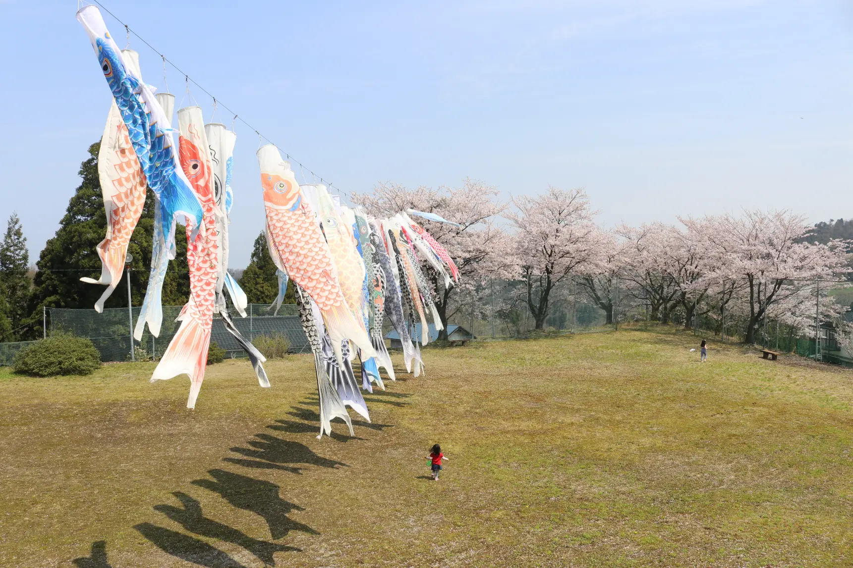 3、満開の桜とこいのぼりの競演「富山市山田宿坊」！-1