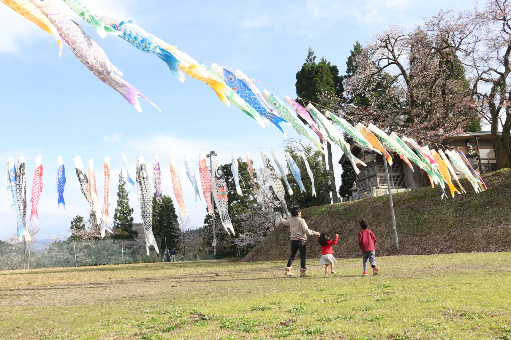3、満開の桜とこいのぼりの競演「富山市山田宿坊」！-0