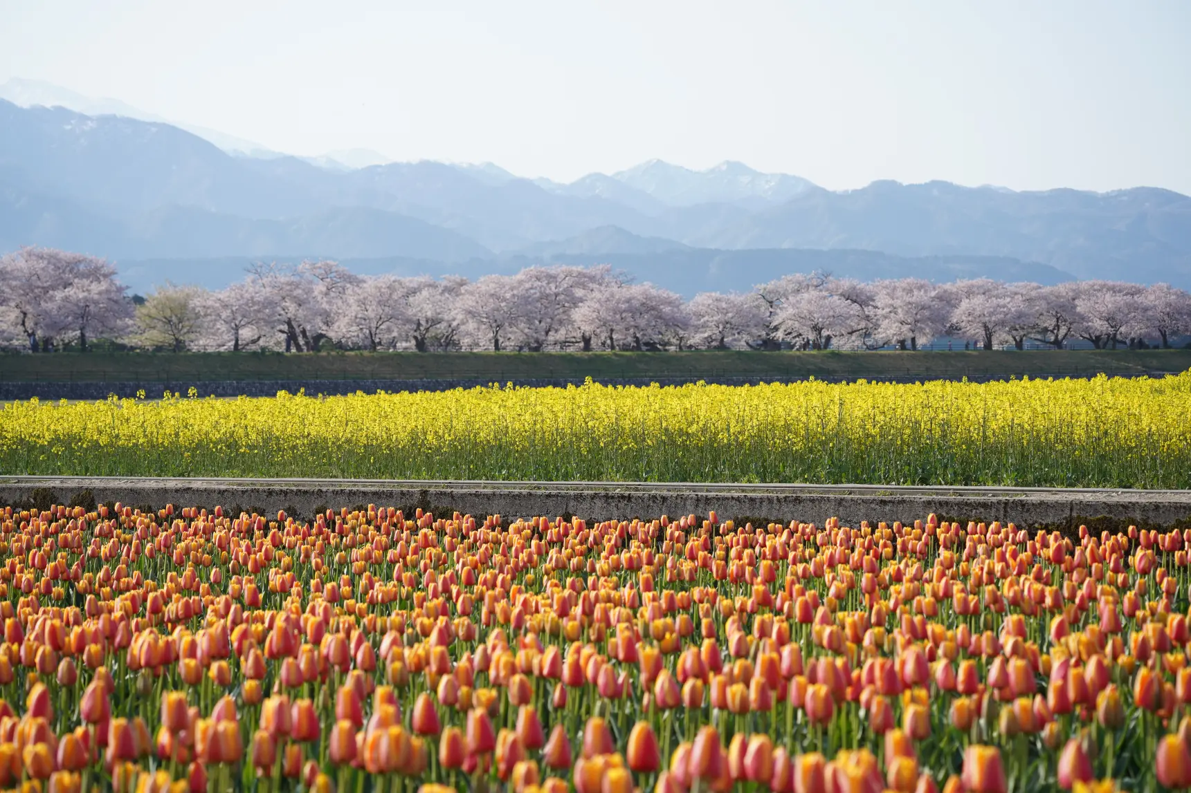 富山県の春の絶景！あさひ舟川「春の四重奏」の見どころを紹介します